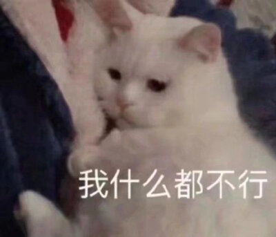 猫狗表情包