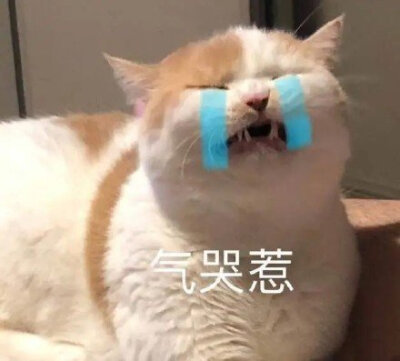 猫狗表情包