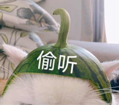 猫狗表情包