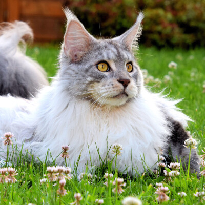 小猫们在青青的草地里真美！
