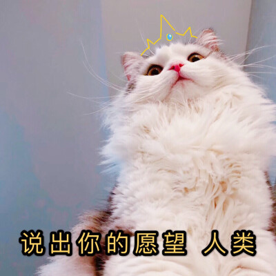 猫咪表情包 可爱