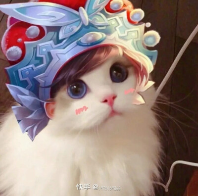 猫咪接头