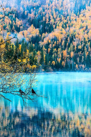 新疆阿勒泰有喀纳斯
喀纳斯的秋天是天堂，冰蓝色的喀纳斯河在五彩的林叶中蜿蜒处处都是一幅天然的油画