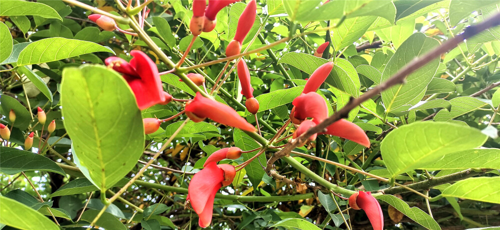 入夏以来，吉安螺湖湾湿地公园内种植的鸡冠刺桐花开似火，鲜艳的花朵在绿叶间成串怒放，犹如一支支激情燃放的火炬,成为公园内一道靓丽独特的美丽风景。(摄/肖勇)