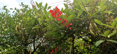 入夏以来，吉安螺湖湾湿地公园内种植的鸡冠刺桐花开似火，鲜艳的花朵在绿叶间成串怒放，犹如一支支激情燃放的火炬,成为公园内一道靓丽独特的美丽风景。(摄/肖勇)