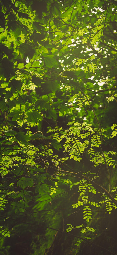 高清风景壁纸
夏日里的一抹阴凉