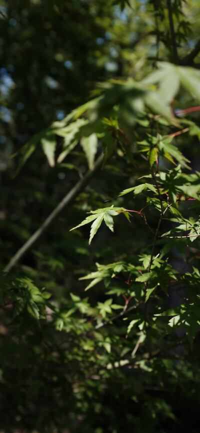 高清风景壁纸
夏日里的一抹阴凉