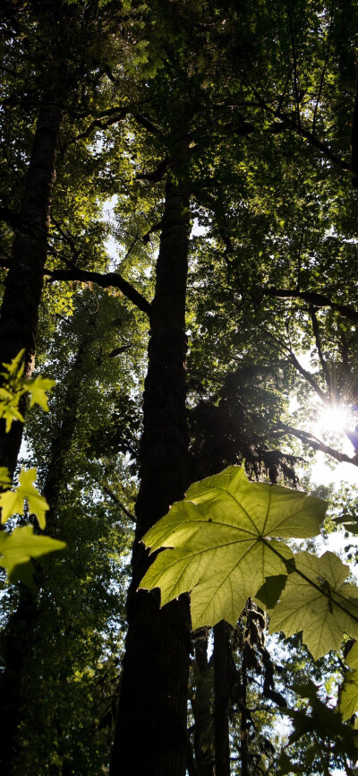 高清风景壁纸
夏日里的一抹阴凉