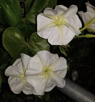 夕颜 夜颜 葫芦花 月光花 moon flower ユウガオ Ipomoea alba 形似满月，大而美丽，在夜间开放（不是朝颜不是牵牛花）