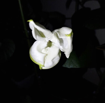 夕颜 夜颜 葫芦花 月光花 moon flower ユウガオ Ipomoea alba 形似满月，大而美丽，在夜间开放（不是朝颜不是牵牛花）