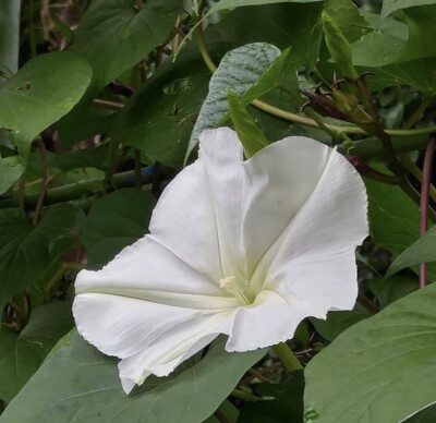 夕颜 夜颜 葫芦花 月光花 moon flower ユウガオ Ipomoea alba 形似满月，大而美丽，在夜间开放（不是朝颜不是牵牛花）