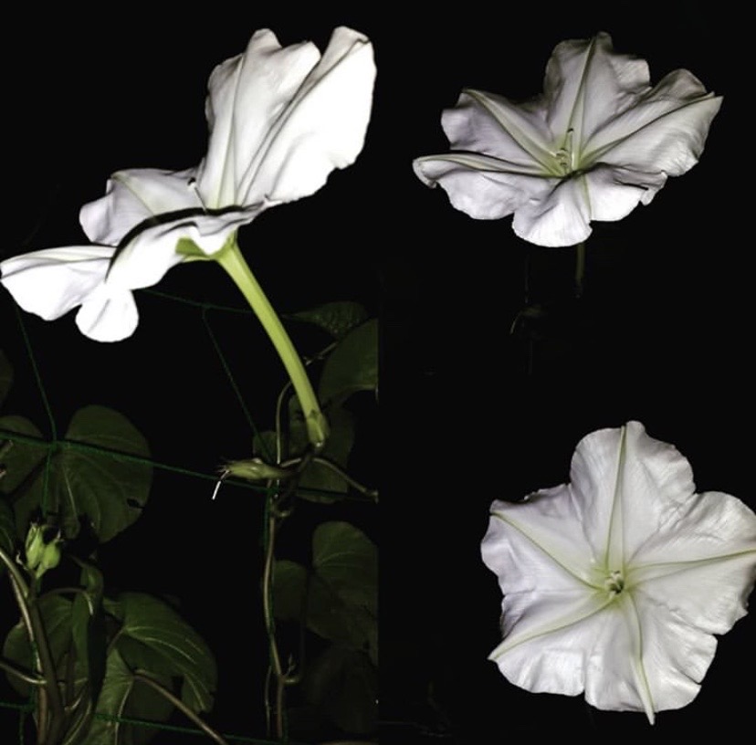 夕颜 夜颜 葫芦花 月光花 moon flower ユウガオ Ipomoea alba 形似满月，大而美丽，在夜间开放（不是朝颜不是牵牛花）