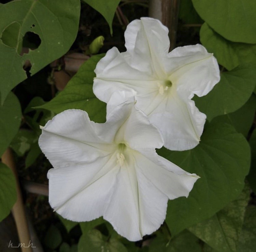 夕颜 夜颜 葫芦花 月光花 moon flower ユウガオ Ipomoea alba 形似满月，大而美丽，在夜间开放（不是朝颜不是牵牛花）