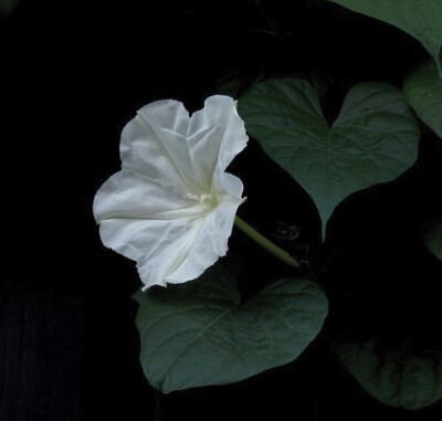 夕颜 夜颜 葫芦花 月光花 moon flower ユウガオ Ipomoea alba 形似满月，大而美丽，在夜间开放（不是朝颜不是牵牛花）