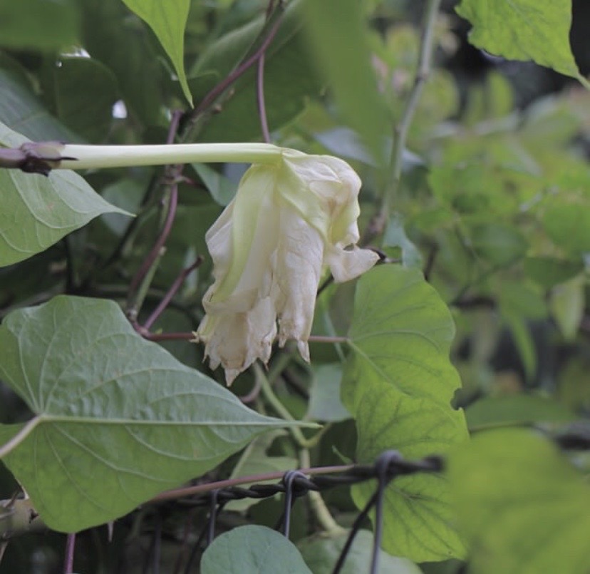 夕颜 夜颜 葫芦花 月光花 moon flower ユウガオ Ipomoea alba 形似满月，大而美丽，在夜间开放（不是朝颜不是牵牛花）