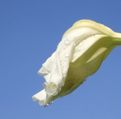 夕颜 夜颜 葫芦花 月光花 moon flower ユウガオ Ipomoea alba 形似满月，大而美丽，在夜间开放（不是朝颜不是牵牛花）