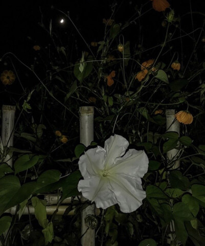 夕颜 夜颜 葫芦花 月光花 moon flower ユウガオ Ipomoea alba 形似满月，大而美丽，在夜间开放（不是朝颜不是牵牛花）