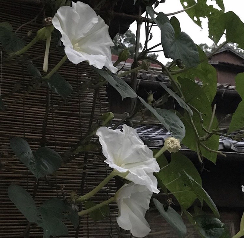 夕颜 夜颜 葫芦花 月光花 moon flower ユウガオ Ipomoea alba 形似满月，大而美丽，在夜间开放（不是朝颜不是牵牛花）