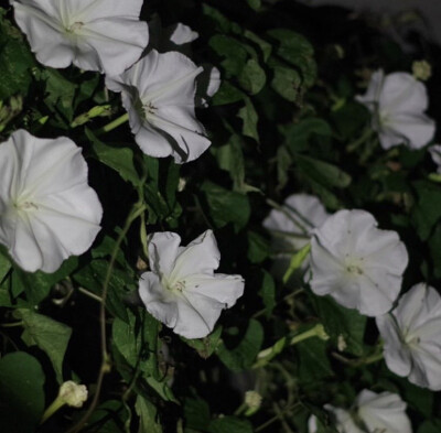 夕颜 夜颜 葫芦花 月光花 moon flower ユウガオ Ipomoea alba 形似满月，大而美丽，在夜间开放（不是朝颜不是牵牛花）