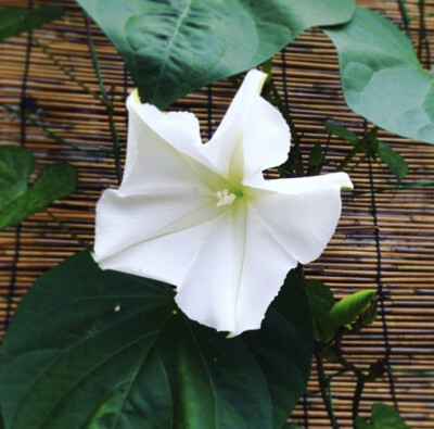 夕颜 夜颜 葫芦花 月光花 moon flower ユウガオ Ipomoea alba 形似满月，大而美丽，在夜间开放（不是朝颜不是牵牛花）