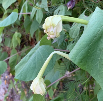 夕颜 夜颜 葫芦花 月光花 moon flower ユウガオ Ipomoea alba 形似满月，大而美丽，在夜间开放（不是朝颜不是牵牛花）