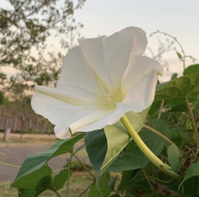 夕颜 夜颜 葫芦花 月光花 moon flower ユウガオ Ipomoea alba 形似满月，大而美丽，在夜间开放（不是朝颜不是牵牛花）