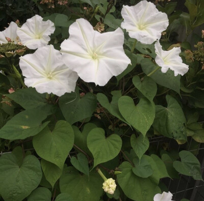 夕颜 夜颜 葫芦花 月光花 moon flower ユウガオ Ipomoea alba 形似满月，大而美丽，在夜间开放（不是朝颜不是牵牛花）