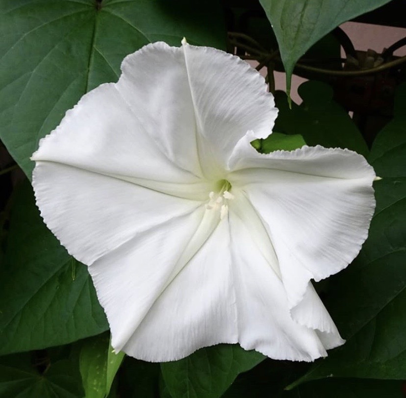 夕颜 夜颜 葫芦花 月光花 moon flower ユウガオ Ipomoea alba 形似满月，大而美丽，在夜间开放（不是朝颜不是牵牛花）