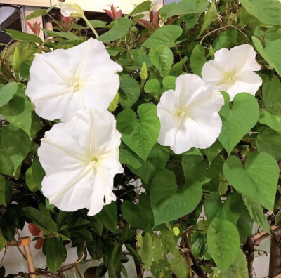 夕颜 夜颜 葫芦花 月光花 moon flower ユウガオ Ipomoea alba 形似满月，大而美丽，在夜间开放（不是朝颜不是牵牛花）