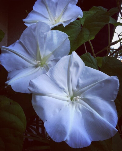 夕颜 夜颜 葫芦花 月光花 moon flower ユウガオ Ipomoea alba 形似满月，大而美丽，在夜间开放（不是朝颜不是牵牛花）