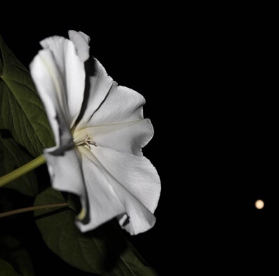 夕颜 夜颜 葫芦花 月光花 moon flower ユウガオ Ipomoea alba 形似满月，大而美丽，在夜间开放（不是朝颜不是牵牛花）