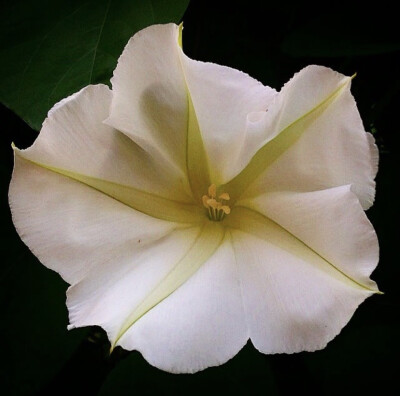 夕颜 夜颜 葫芦花 月光花 moon flower ユウガオ Ipomoea alba 形似满月，大而美丽，在夜间开放（不是朝颜不是牵牛花）