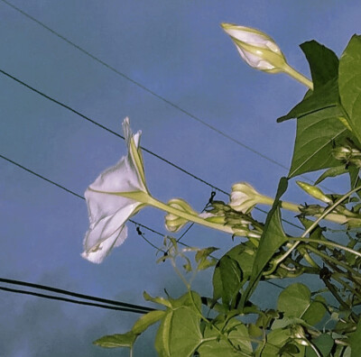 夕颜 夜颜 葫芦花 月光花 moon flower ユウガオ Ipomoea alba 形似满月，大而美丽，在夜间开放（不是朝颜不是牵牛花）