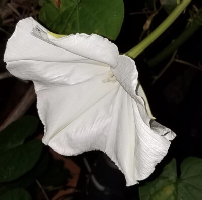 夕颜 夜颜 葫芦花 月光花 moon flower ユウガオ Ipomoea alba 形似满月，大而美丽，在夜间开放（不是朝颜不是牵牛花）