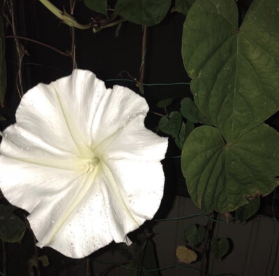 夕颜 夜颜 葫芦花 月光花 moon flower ユウガオ Ipomoea alba 形似满月，大而美丽，在夜间开放（不是朝颜不是牵牛花）