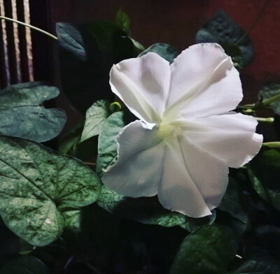 夕颜 夜颜 葫芦花 月光花 moon flower ユウガオ Ipomoea alba 形似满月，大而美丽，在夜间开放（不是朝颜不是牵牛花）