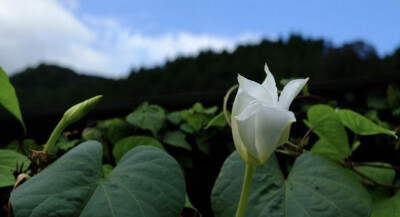 夕颜 夜颜 葫芦花 月光花 moon flower ユウガオ Ipomoea alba 形似满月，大而美丽，在夜间开放（不是朝颜不是牵牛花）