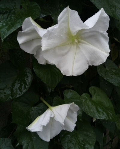 夕颜 夜颜 葫芦花 月光花 moon flower ユウガオ Ipomoea alba 形似满月，大而美丽，在夜间开放（不是朝颜不是牵牛花）