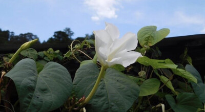 夕颜 夜颜 葫芦花 月光花 moon flower ユウガオ Ipomoea alba 形似满月，大而美丽，在夜间开放（不是朝颜不是牵牛花）