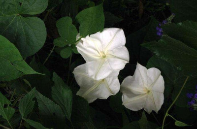 夕颜 夜颜 葫芦花 月光花 moon flower ユウガオ Ipomoea alba 形似满月，大而美丽，在夜间开放（不是朝颜不是牵牛花）