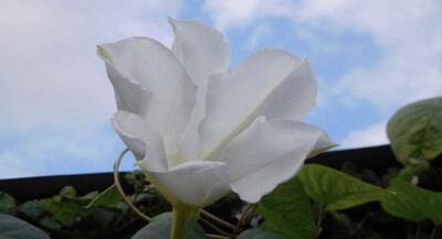 夕颜 夜颜 葫芦花 月光花 moon flower ユウガオ Ipomoea alba 形似满月，大而美丽，在夜间开放（不是朝颜不是牵牛花）