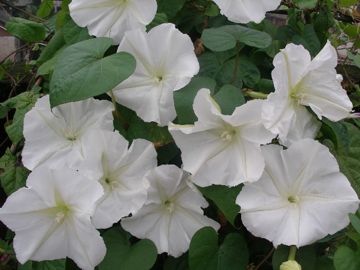 夕颜 夜颜 葫芦花 月光花 moon flower ユウガオ Ipomoea alba 形似满月，大而美丽，在夜间开放（不是朝颜不是牵牛花）