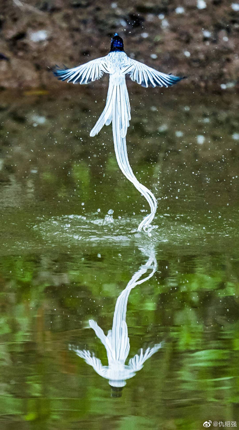 寿带鸟