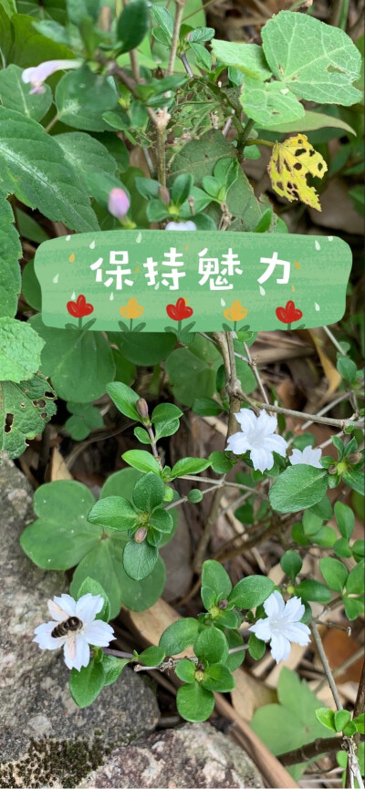 Moutain Flowers