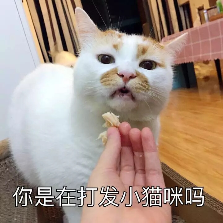 猫咪表情包 可爱