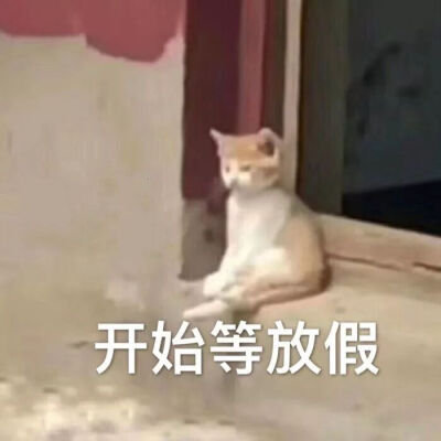 猫咪表情包 可爱