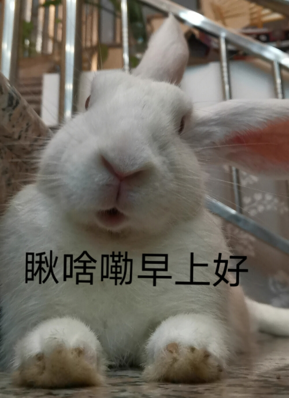 兔兔跟你们说早上好