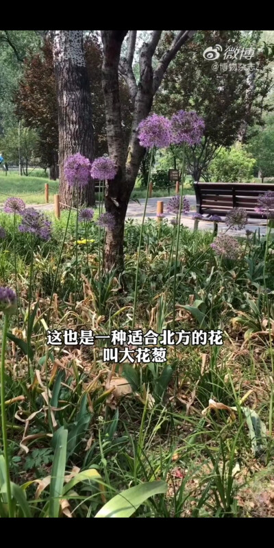 大花葱