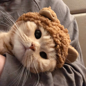 可爱猫咪情头