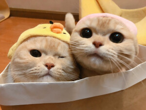 可爱猫咪情头